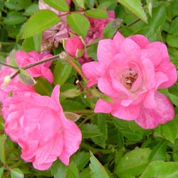 Rosier paysager rose 'Fairy Rood'